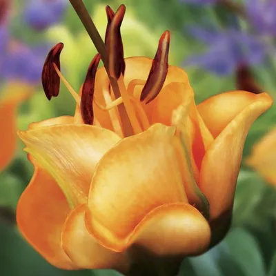 Купить лилия ла-гибрид эприкот фадж (apricot fudge), 3 шт по цене 690 руб.  в интернет магазине \"Первые Семена\"