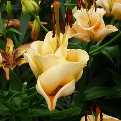 Самая красивая лилия - Эприкот Фадж точно найдет место в Вашем цветнике |  Favorite garden | Дзен