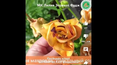 Купить лилия ла-гибрид эприкот фадж (apricot fudge), 3 шт по цене 690 руб.  в интернет магазине \"Первые Семена\"