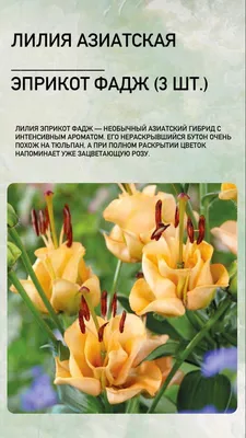 Купить оранжевые лилии (луковицы) по выгодной цене в Москве