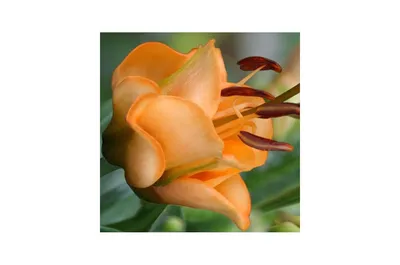 Веселый садовник Лилия луковицы, многолетние цветы