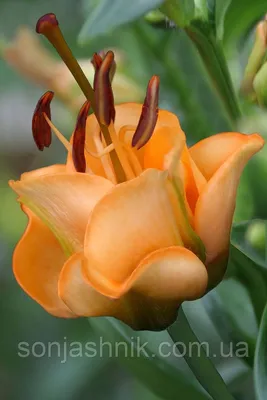Лилия Эприкот Фадж / Lilium Apricot Fudge - «Императрица сада!!! Лилия -  тюльпан диковинка ленивого сада. » | отзывы