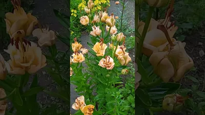 Лилия азиатская махровая Эйприкот Фадж 🌿 обзор: как сажать, луковицы лилии  Эйприкот Фадж - YouTube