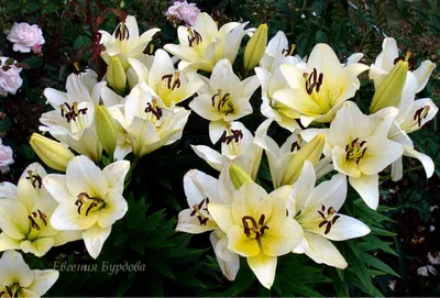 Ercolano' Lilium Bulbs (LA Hybrid, Cream White, 4 bulbs) - Bagh.pk