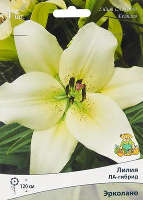 Ercolano® (L.A.) - Lily - Van den Bos Flowerbulbs