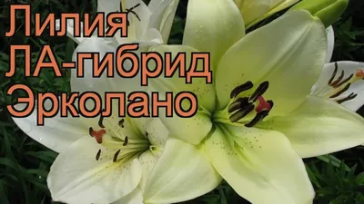 Лилия Эрколано (Ercolano) - луковицы лилий купить в Астане, заказать почтой  по Казахстану, недорого в интернет-магазине