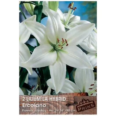 Lilium 'La Hybrid Ercolano' Bulbs For Sale