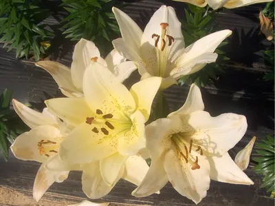 Online Plant Guide - Lilium 'Ercolano' / Ercolano Lily