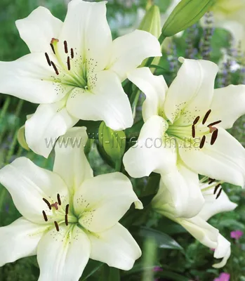 Ercolano' Lilium Bulbs (LA Hybrid, Cream White, 4 bulbs) - Bagh.pk