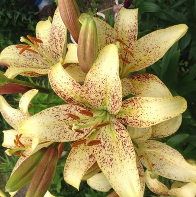 50 Asiatische Lilien (Lilium)\"Ercolano\" - Blumenzwiebeln aus Holland -  Versandfrei : Amazon.de: Garten