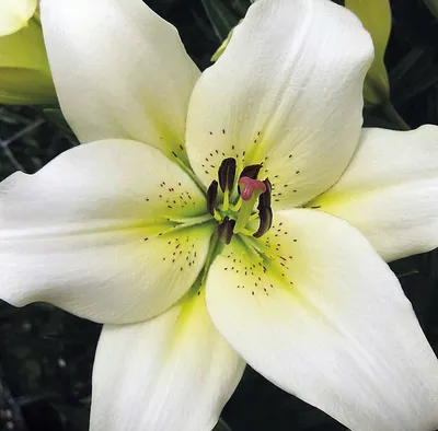 Lilium Ercolano Envelope of 2 pieces BULBS - ΓΕΩΠΟΝΙΚΟ ΠΟΝΤΙΚΗ