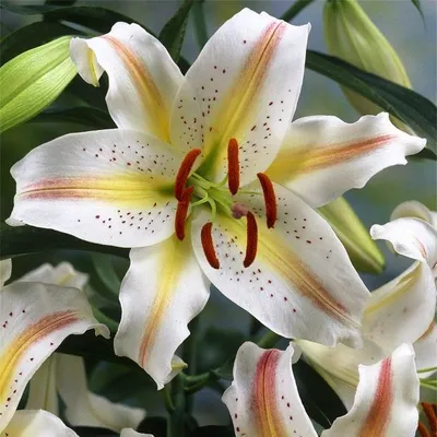 Asiatic Lily Ercolano-Pack of 4 Bulbs - Urban Gardens