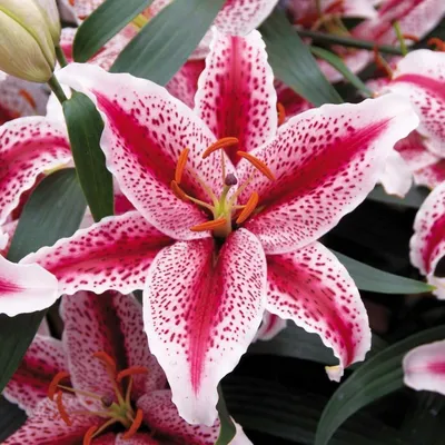 Ercolano' Lilium Bulbs (LA Hybrid, Cream White, 4 bulbs) - Bagh.pk