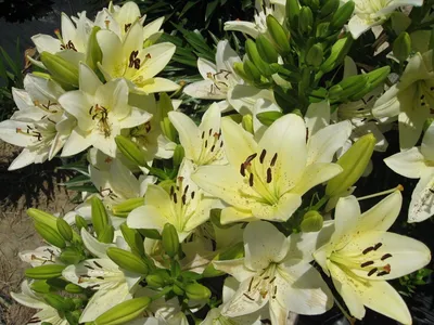 Ercolano' LA Hybrid Lilium | Color: Cream White | Price/Bulb: Rs.400 |  Bulbs/Pack: 4 bulbs @ Rs.1600/pack | Price Va… | Bulb flowers, Stock  flower, Gladiolus bulbs