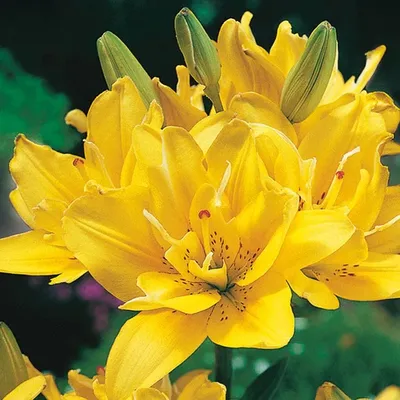 Photo of the entire plant of Lily (Lilium 'Fata Morgana') posted by tveguy3  - Garden.org