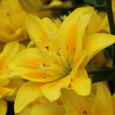 Lilium 'Fata Morgana' Asiatic Lily Bulbs | Wayside Gardens | Wayside Gardens