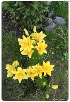 Lilium 'Fata Morgana'