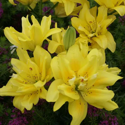 Лилия азиатская гибридная Фата Моргана (Lilium asiatic hybrid Fata Morgana)  - «Лилия Фата Маргана это моё персональное солнышко. Мой опыт выращивания:  о лучшем месте посадки, о вредителях и болезнях, а также фото