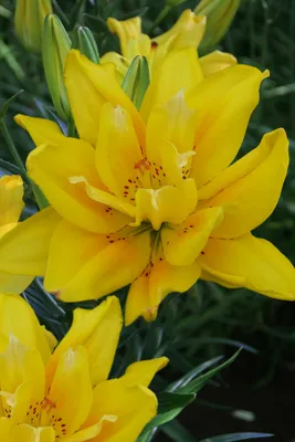 Fata Morgana Double Asiatic Lily | American Meadows