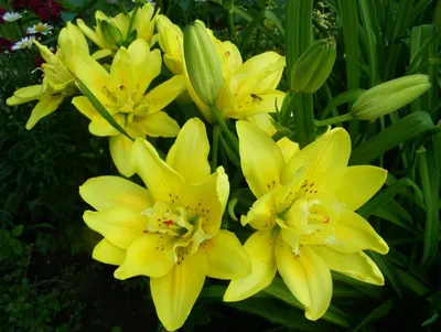 Fata Morgana Asiatic Double Lily Bulbs, Lilium | High Country Gardens