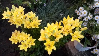 Лилия Fata Morgana (Фата Моргана)🌷 - купить луковицы и клубни в Украине |  FLORIUM.UA✓