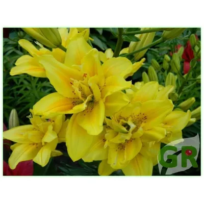 Lily - Lilium x hybridum Fata Morgana, plant | Garden-en.com