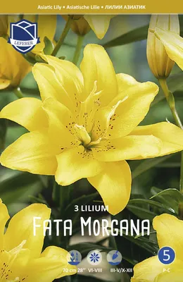 Лилия Фата Моргана / Fata Morgana (2 шт) - купить в Москве по низкой цене в  интернет-магазине Мир семян на сайте mirsem.ru с доставкой почтой России ,  службами доставки Boxberry , Сдэк