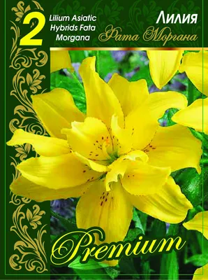 lilium #double #лилии /Лилия махровая Фата Моргана (лат. lilium asiatic  hybrid double Fata Morgana) - YouTube