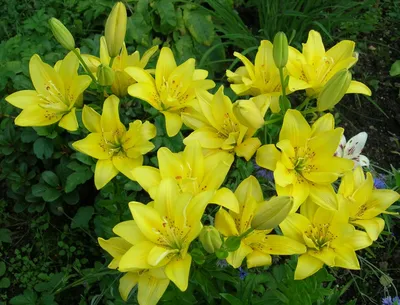 Lilium Fata Morgana... stock photo by Visions Premium, Image: 0697987