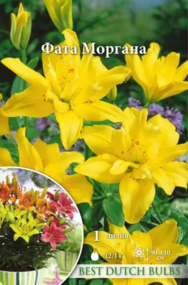 Луковицы лилия Русский огород Фата Моргана НК386543 2 шт. - купить в  Москве, цены на Мегамаркет
