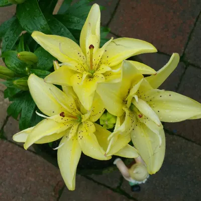 Lilium 'Fata Morgana', Lily 'Fata Morgana' (Asiatic) - uploaded by  @jodierose