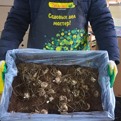Лилия Фата Моргана 1шт 12/14 - купить по выгодным ценам в Москве и с  доставкой по России