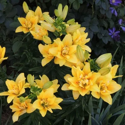 Fata Morgana Asiatic Double Lily Bulbs, Lilium | High Country Gardens