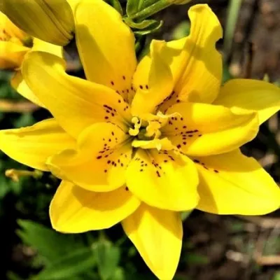 Buy Lilium Double flowering Fata Morgana 12/ x 3 affordable | Gardens4You.eu