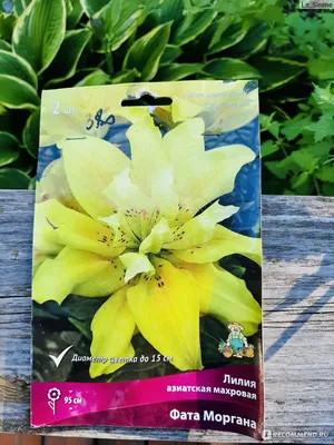 Buy Fata Morgana Lilium Bulbs (Double Oriental) x5 - Bagh.pk