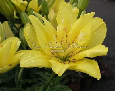 Lilium 'Fata Morgana', Lily 'Fata Morgana' (Asiatic) in GardenTags plant  encyclopedia
