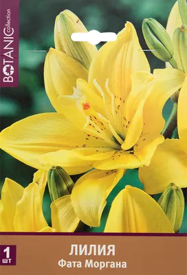 Лилия азиатская гибридная Фата Моргана (Lilium asiatic hybrid Fata Morgana)  - «Лилия № 1 в 2022 году по версии посетителей нашего сада. Двойная  азиатская махровая Лилия Фата Моргана: от посадки до увядания.» | отзывы