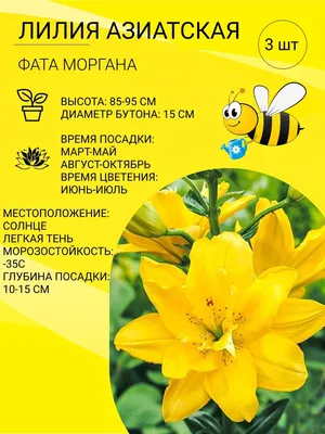 Лилия \"Fata Morgana\" (Фата Моргана) - Саженцы лилий - купить недорого лилии  в Москве в интернет-магазине Сад вашей мечты