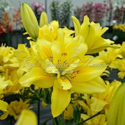 Shop Fata Morgana Asiatic Lily | Breck's