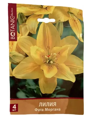 Lilium Asiatic Doubl... stock photo by Nova Photo Graphik, Image: 0898560