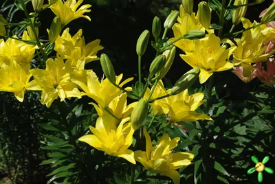 Lilium Fata Morgana | florique | Flickr