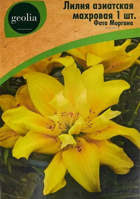 Lilies Yellow Terry Grades of Fata Morgana Lilium Asiatic Stock Photo -  Image of asiatic, color: 143449414