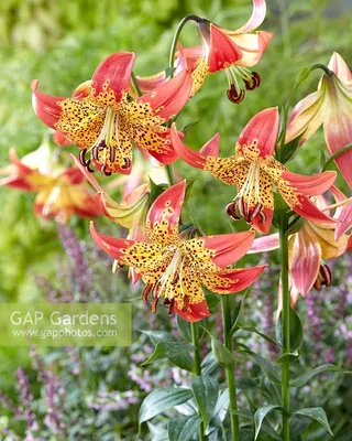 Lilium Fusion... stock photo by Visions Premium, Image: 0704839