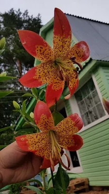 Лилия Фьюжн (Lilium Fusion) купить луковицы в Москве по низкой цене,  доставка почтой по всей России | Интернет-магазин Подворье