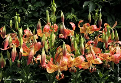 Lilium longiflorum x pardalinum Fusion LEOPARD LILY Unusual Flower Bul –  Danny Pleasant Gardens