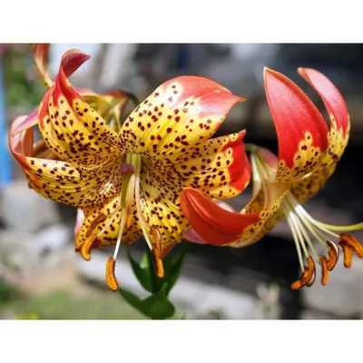 Photo of the bloom of Lily (Lilium 'Fusion') posted by Lucius93 - Garden.org