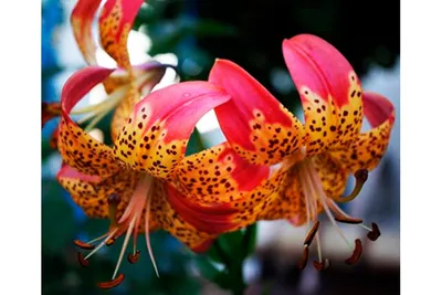 Wisconsin Illinois LILY Society - Lilium 'Fusion' | Facebook