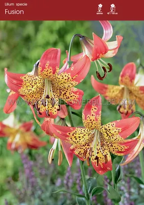 Fusion - lily bulb