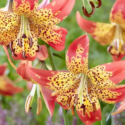 Photo of the bloom of Lily (Lilium 'Fusion') posted by Vals_Garden -  Garden.org