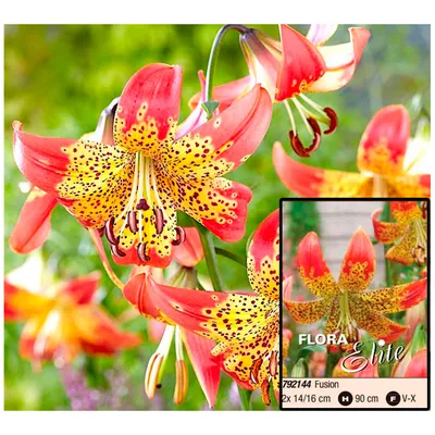 LILIUM SPECIE 'FUSION' 16/18 CM. (25 P.OPEN TOP BOX) | Rotex Flowerbulbs BV